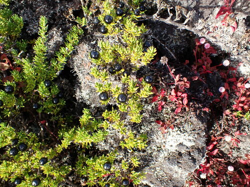 Image of Coprosma ernodeoides by no rights reserved