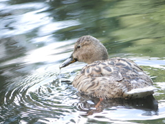 Anas platyrhynchos