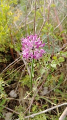 Allium cretaceum