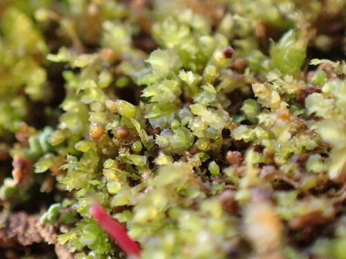 Plagiochila convoluta observed 2024-12-15