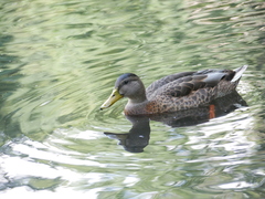 Anas platyrhynchos