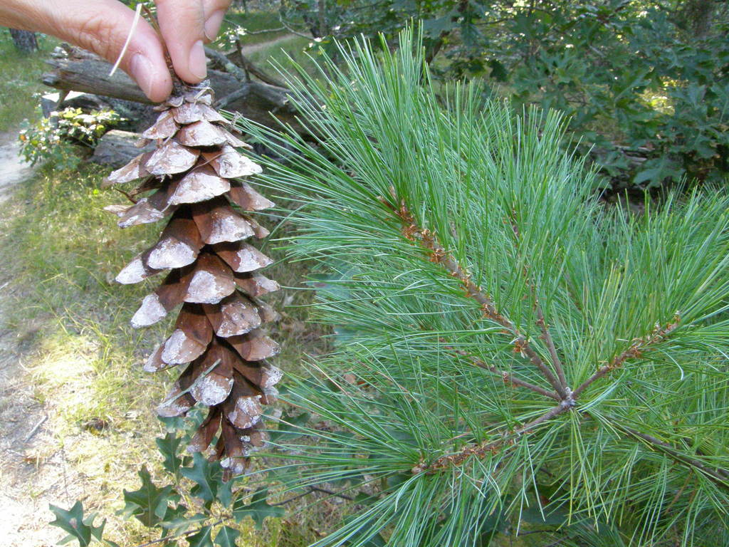 Pinus strobus (Eastern White Pine)