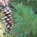 Pinus strobus - Photo (c) copepodo, μερικά δικαιώματα διατηρούνται (CC BY-NC-ND)