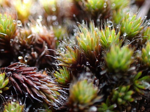 Polytrichum piliferum observed 2024-12-15