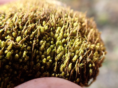 Leptodontium flexifolium observed 2024-12-15