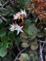 Crassula lactea