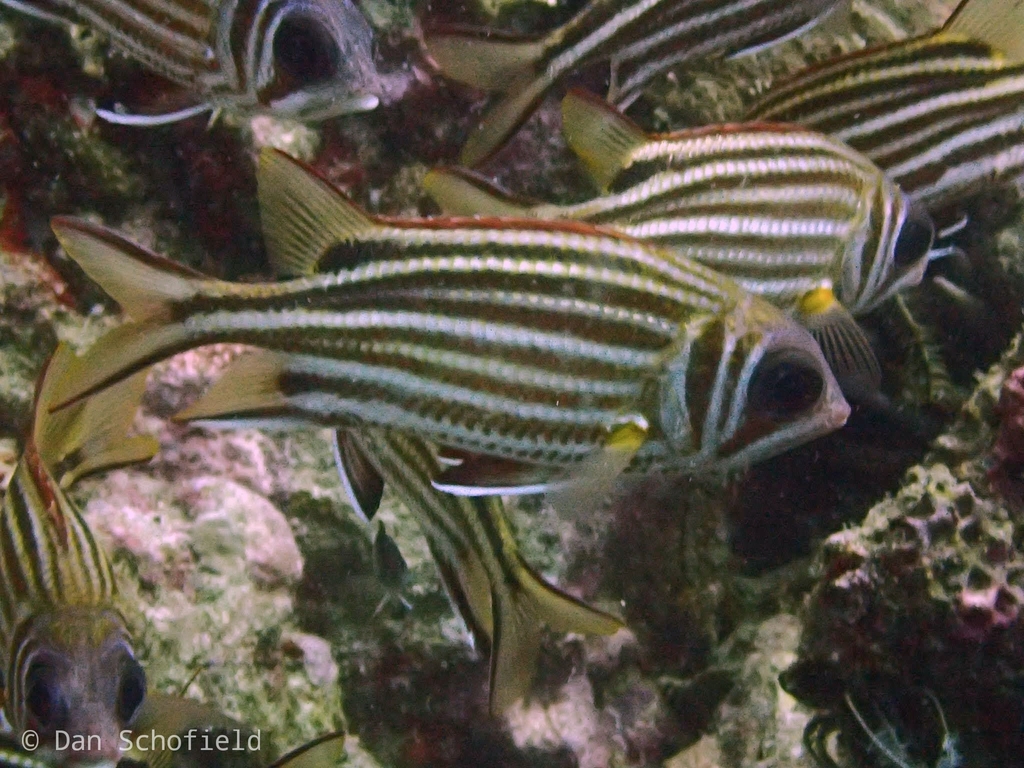 Threespot squirrelfish