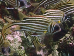 Sargocentron cornutum