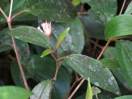Anerincleistus observed 2024-07-11