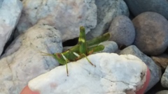 Bootettix argentatus