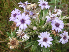 Macrolearia semidentata