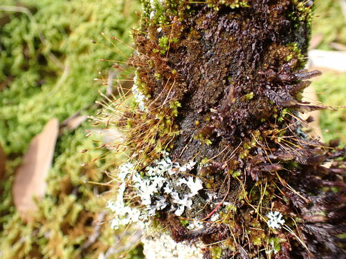 Macromitrium observed 2024-12-15