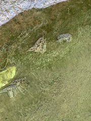 Stylocheilus rickettsi