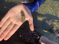 Stylocheilus rickettsi