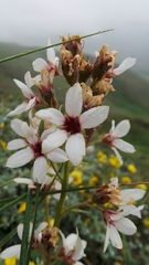 Boykinia richardsonii