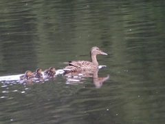 Anas platyrhynchos