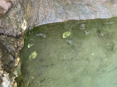 Stylocheilus rickettsi