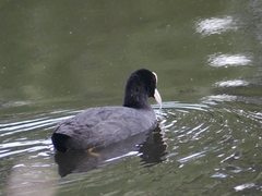 Fulica atra