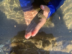 Stylocheilus rickettsi