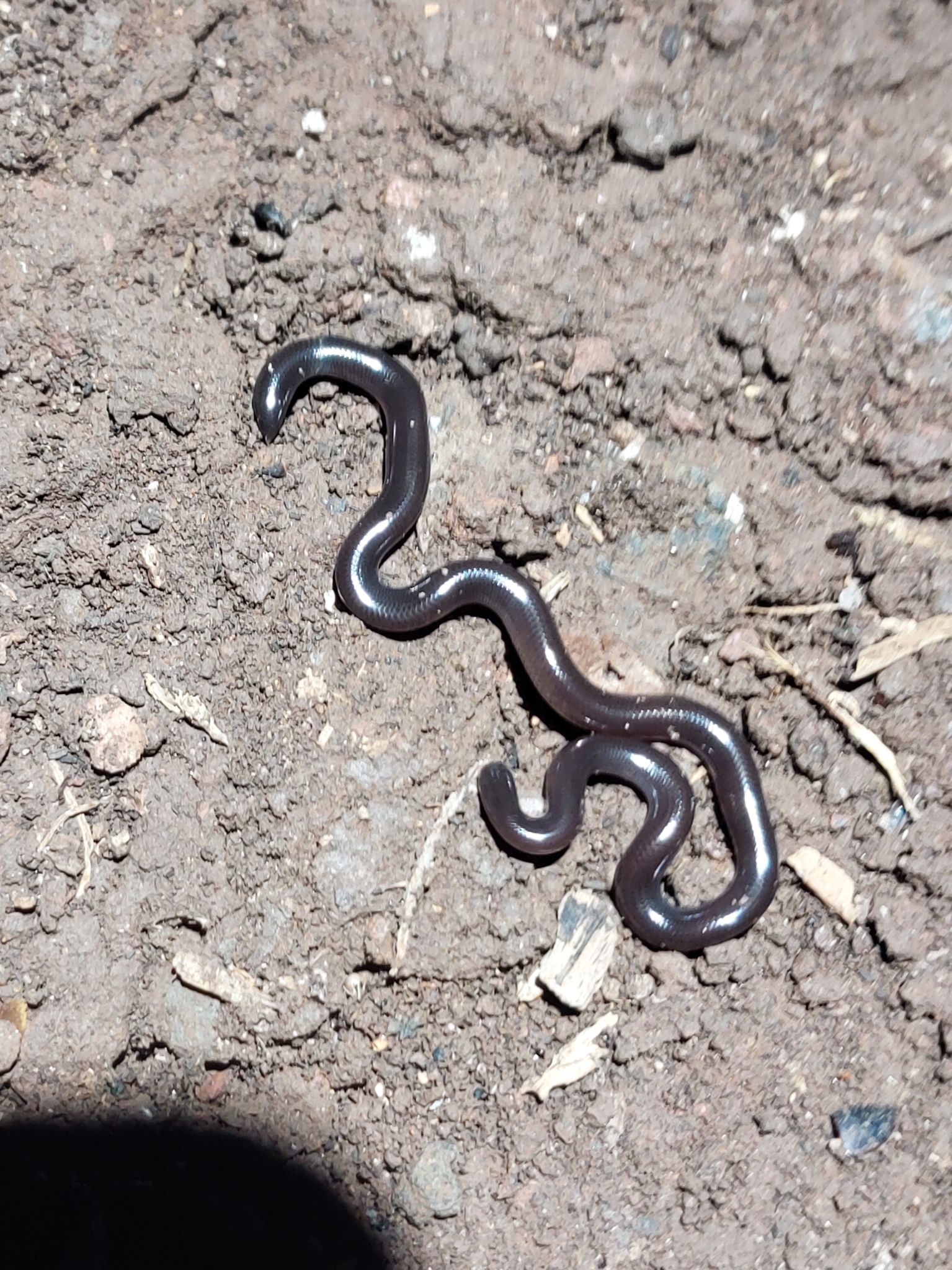 Serpiente ciega tropical afroasiática