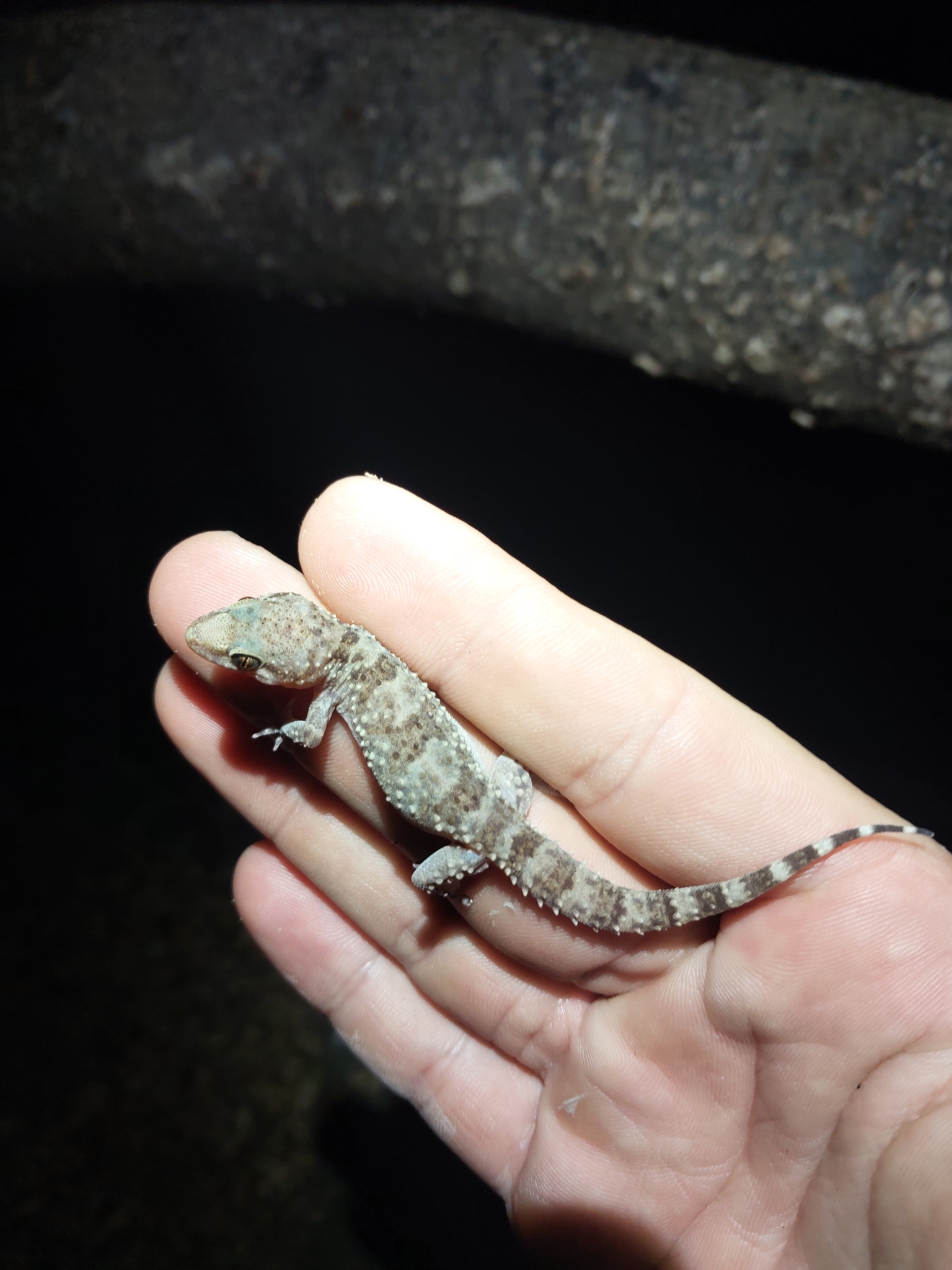 Salamanquesa Rosada