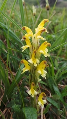 Pedicularis oederi