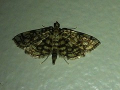 Lygropia rivulalis