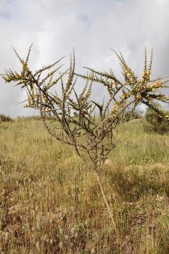 Image of Aspalathus acanthophylla by (c) Paul Emms, some rights reserved (CC BY-SA)