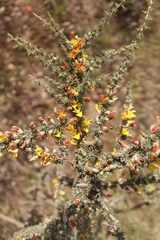 Aspalathus acanthophylla