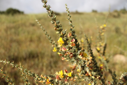 Image of Aspalathus acanthophylla by (c) Paul Emms, some rights reserved (CC BY-SA)