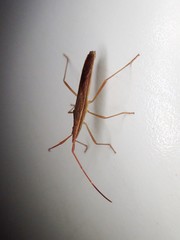 Protenor belfragei