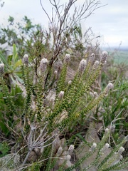 Phylica thunbergiana