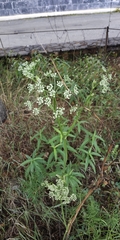 Cenolophium fischeri