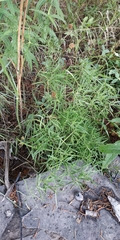 Yurii Basov, CC BY, iNaturalist via GBIF Cenolophium fischeri, photograph Yurii Basov, CC BY, iNaturalist via GBIF