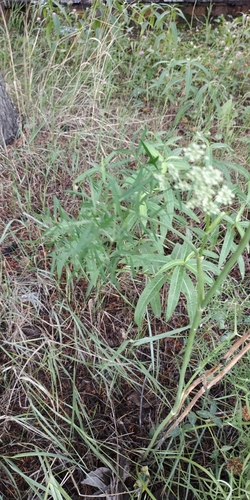 Cenolophium fischeri, photograph 2