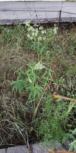 Cenolophium fischeri, photograph 3