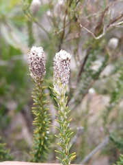 Phylica thunbergiana