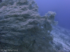 Rhipidipathes reticulata