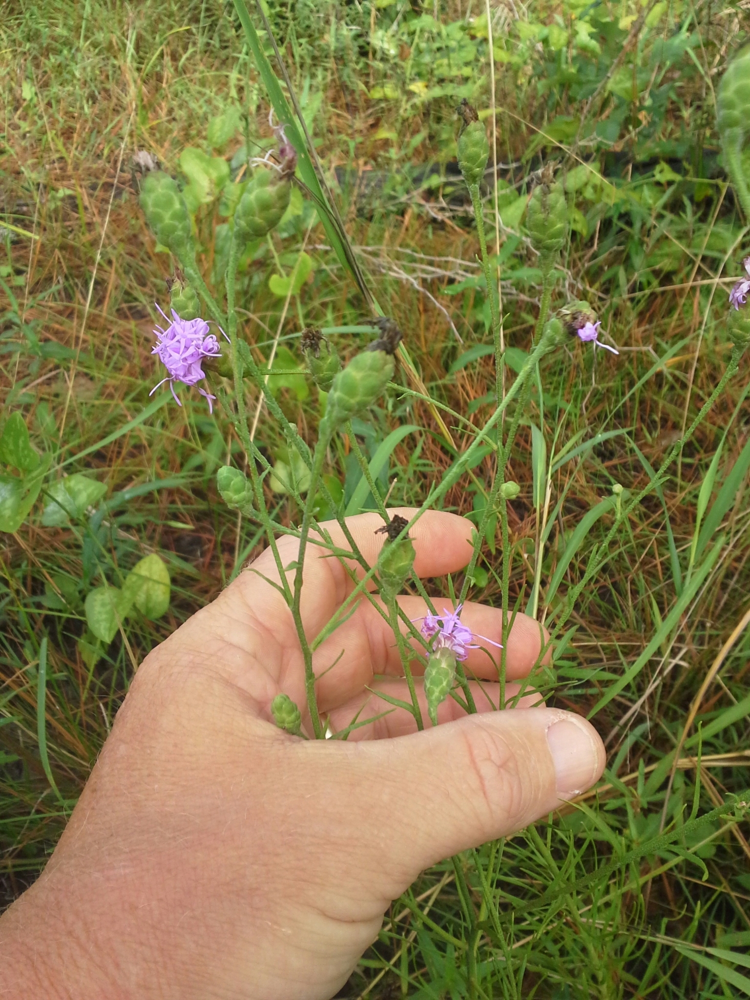 Liatris cymosa
