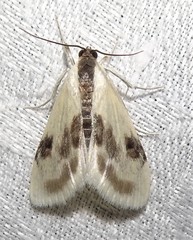 Cliniodes ostreonalis