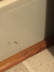 Pholcidae