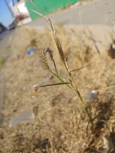 Cenchrus ciliaris iNat (1)
