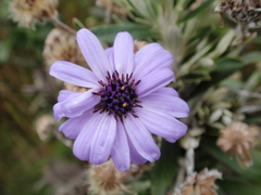 Macrolearia semidentata