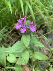 Clinopodium caucasicum