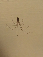 Pholcidae