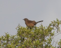Cercotrichas coryphoeus coryphoeus
