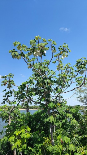 Cecropia latiloba