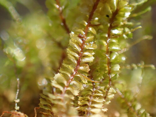 Plagiochila grossispina
