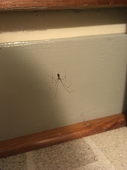Pholcidae