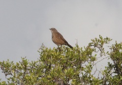 Cercotrichas coryphoeus coryphoeus